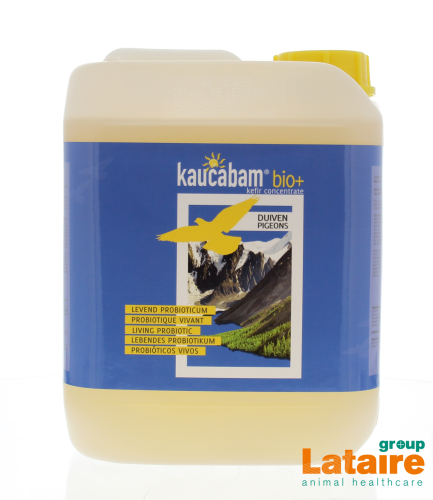 kaucabam