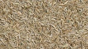 graszaad