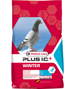 winter plus
